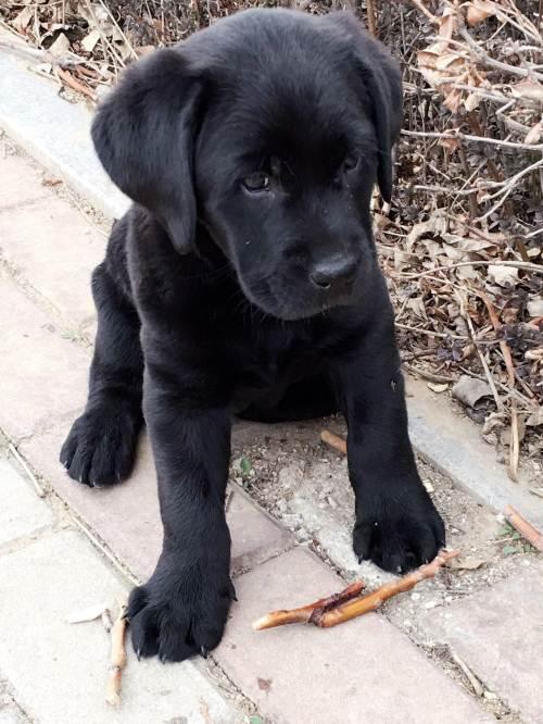 我养了一只拉布拉多